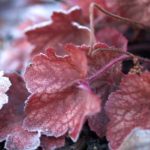 heuchera