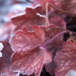 heuchera