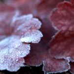 heuchera rimkjole