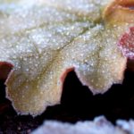 heuchera Ginger Peach