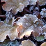 heuchera Ginger Peach