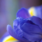iris-blaa