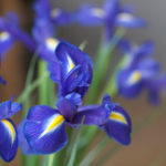 iris-snitt