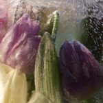tulipan og svibel