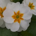 primula hvit