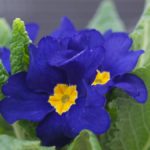 blå primula