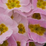 rosa primula