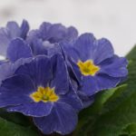 lyseblå primula