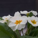 hvit primula