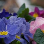 primula