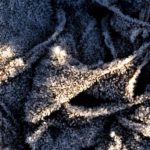 rimfrost