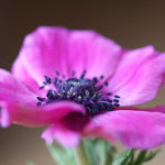 snitt-anemone