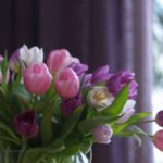 tulipaner