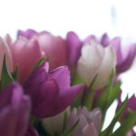 tulipaner-lilla