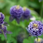 'Winky Double Blue & White’