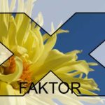 gule-blomster-x