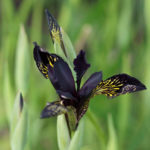 iris-svart