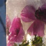 islykt-anemone2
