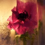 islykt-anemone5