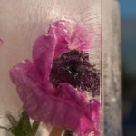 islykt-anemone6
