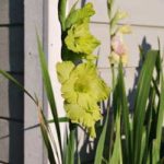 konkurranse-ingvildsblomsterblogg