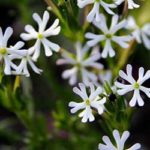 konkurranse-landetkrokus