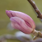 magnolia1