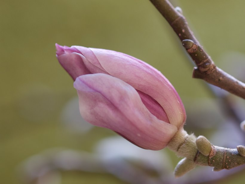 magnolia1