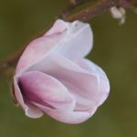 magnolia3