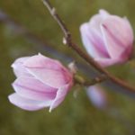 magnolia4
