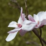 magnolia5