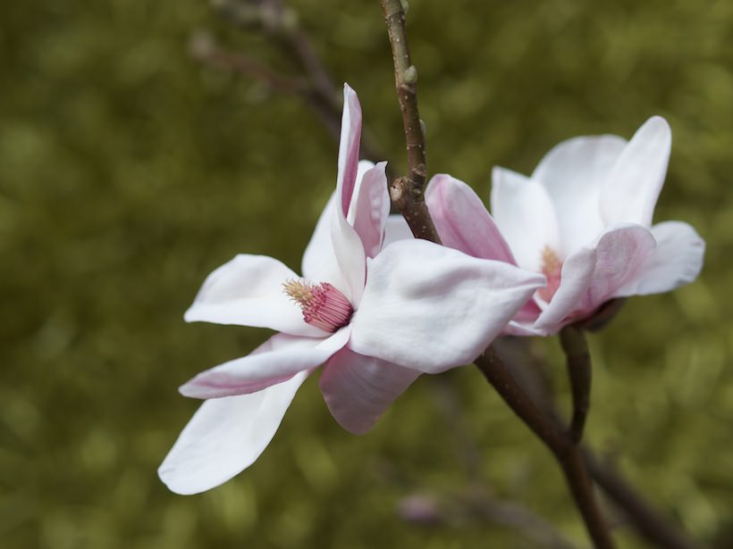 magnolia5