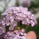 markblomster1