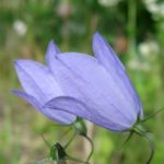 markblomster10