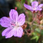markblomster2