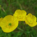 markblomster3