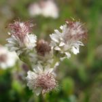 markblomster4