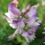 markblomster5