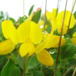 markblomster6