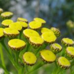 markblomster8