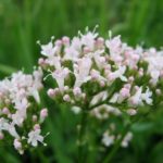 markblomster9