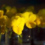 stemorsblomster-krukke1