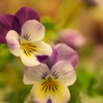 vaarblomster-1