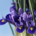 vaariris1