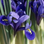 vaariris2