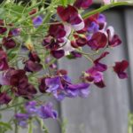 erteblomster