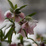 snoe-vaar