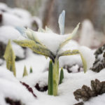 snoe-vaar-2