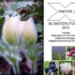 xfaktor-vinner-collage
