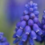 blaa-perleblomst